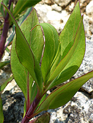Red-margined leaves
