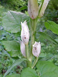 Upwards-pointing flowers