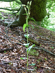 Flowering stem