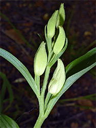 Developing flowers