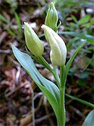 Greenish-white buds