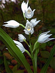 Open flowers