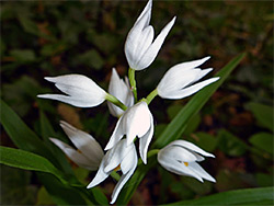 Flowers and stalks