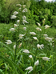 Two stems