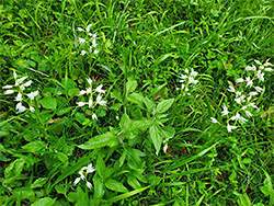 Group of plants