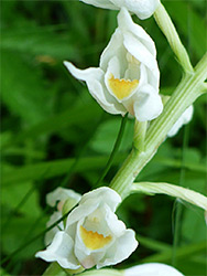 Sword-leaved helleborine