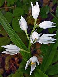 Open inflorescence