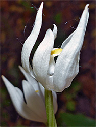 Petals and sepals