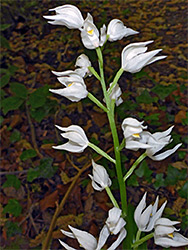 Flower cluster