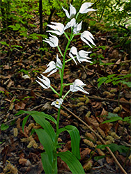 Leaves and flowers