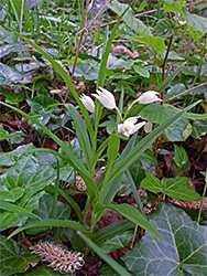 Two small plants