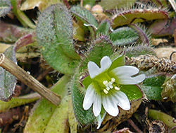 Cerastium diffusum