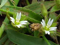 Sea mouse-ear