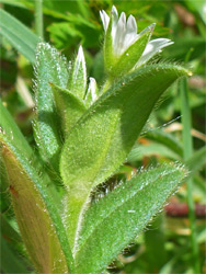 Hairy leaves and stem