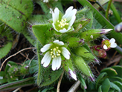 Buds and flowers