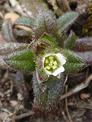 Developing flower