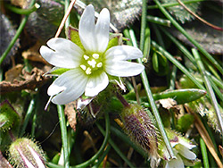 Five-petalled flower