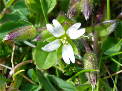 Cerastium semidecandrum