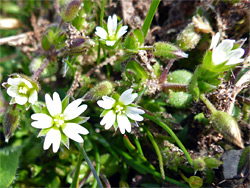 Glandular hairy plant