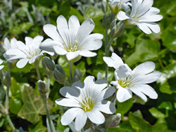 Cerastium tomentosum