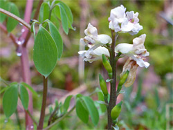 Climbing corydalis