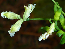 Pale green flowers
