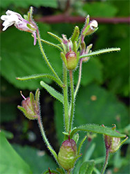 Flower and fruits