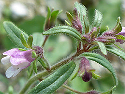 Leaves and flowers