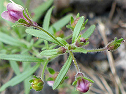 Leaves and flowers