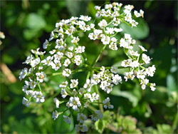 Chaerophyllum temulum