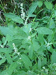 Ovate leaves