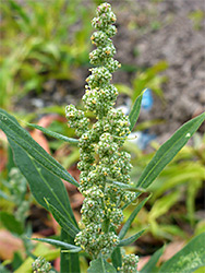 Chenopodium album