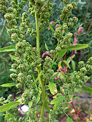 Greenish inflorescence