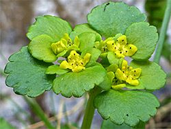 Chrysosplenium alternifolium