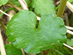 Toothed leaf