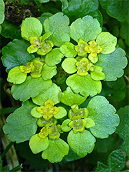 Yellow sepals