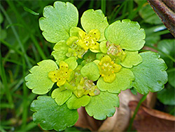 Yellowish flowers