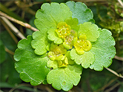Flat-topped flowers