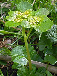 Leaves and flowers