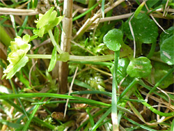 Stem and leaves