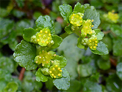 Clustered flowers