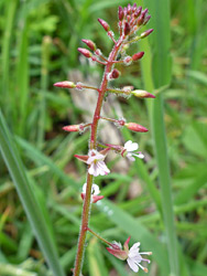 Enchanter's nightshade