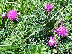 Four flowerheads