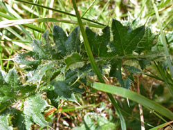 Spiny leaf