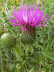 Two flowerheads