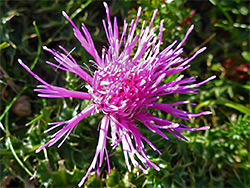 Purple flowerhead