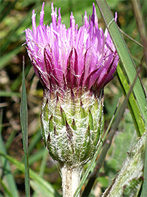 Meadow thistle