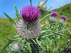 Woolly thistle