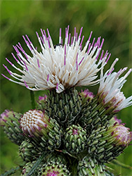 White florets