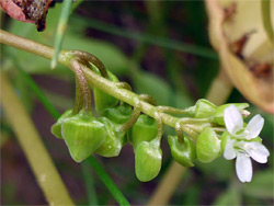 Flower and buds